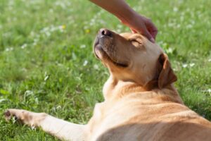 Pet Owners Can Make Their Dogs Healthier and Happier